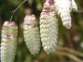 Briza maxima